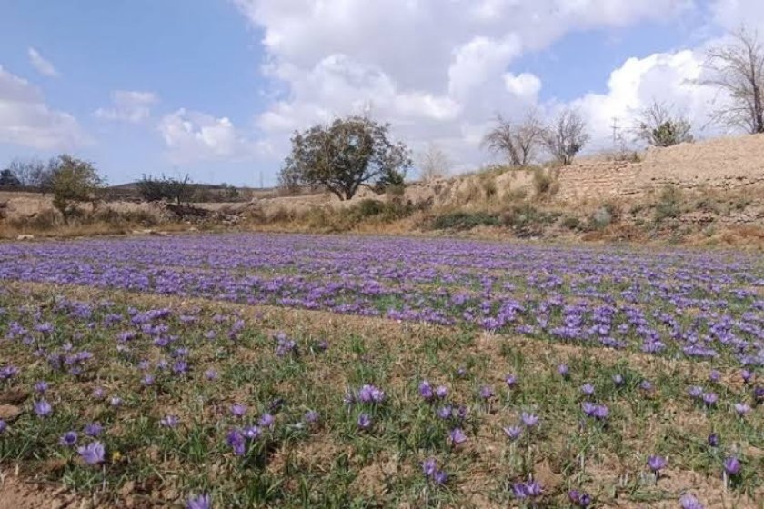 «زعفران طرق‌رود»، بهانه‌ای برای سفر پاییزی به «نطنز»