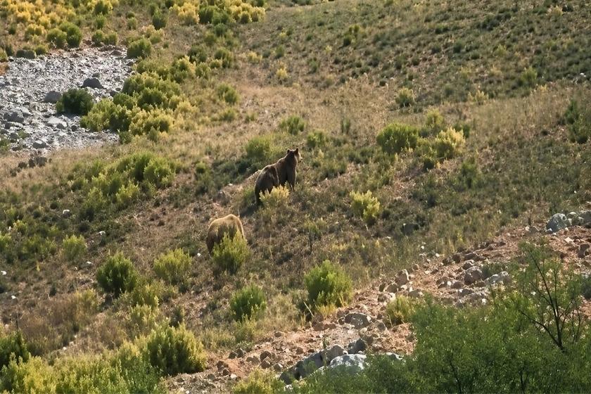 ثبت تصویر خرس قهوهای در مناطق آزاد طارم