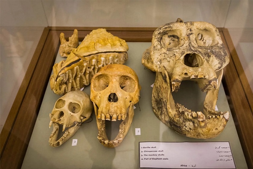 موزه برادران امیدوار سعدآباد. منبع عکس: وبسایت akharinkhabar. عکاس:&zwnj; نامشخص